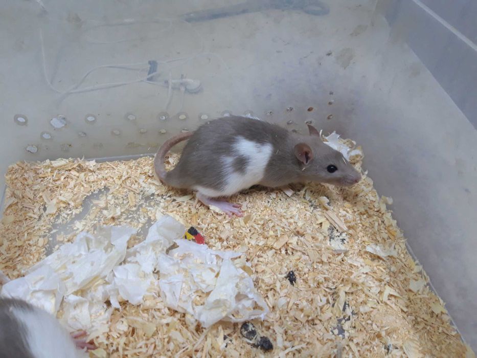 Крысики мальчики девочки