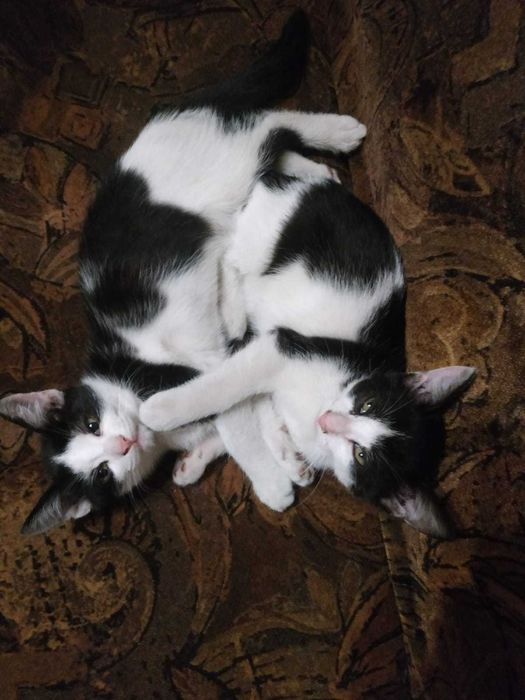 Котята в любящие руки