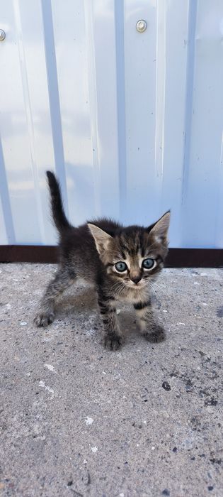 Отдам котенка девочку в хорошие руки