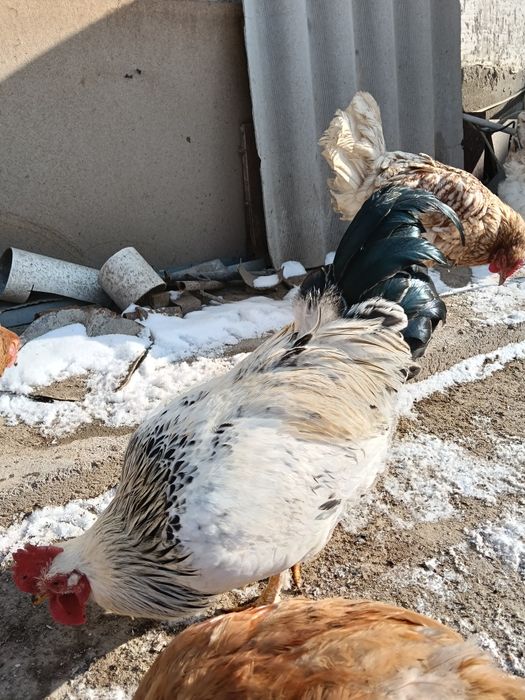 Продам молодой петухи