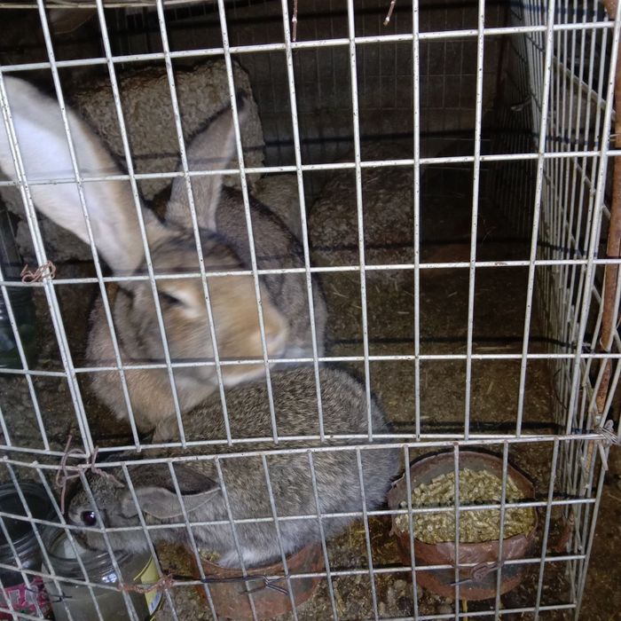 Подаются кролики