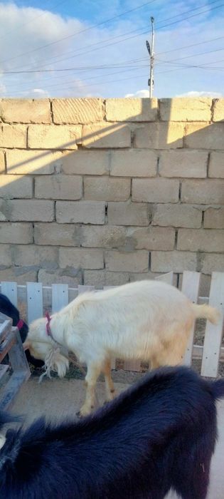 Жарап тұрған Занен теке