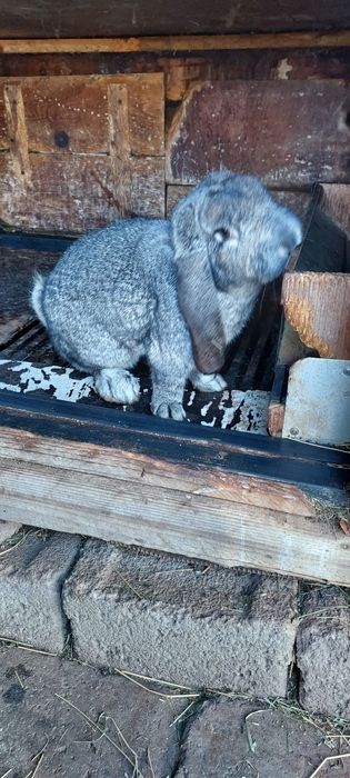 Iepuri din rasa berbec german