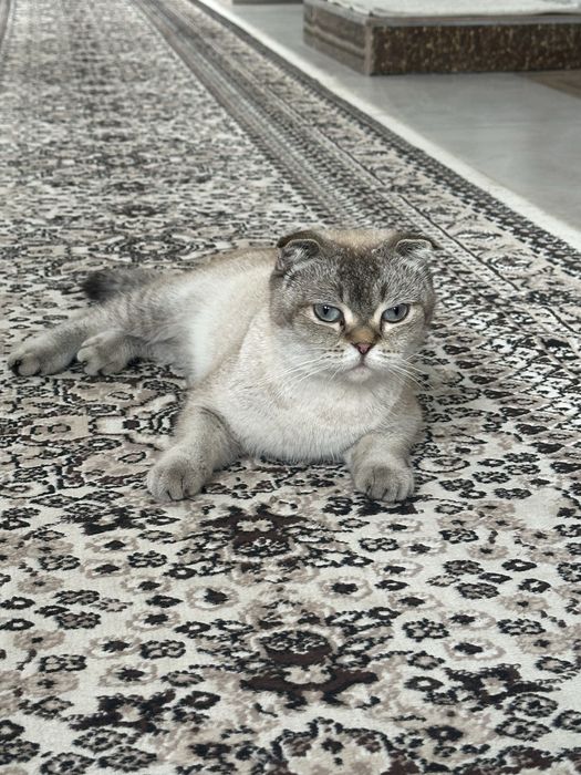 Scottish Fold urg’ochi mushuk sotiladi
