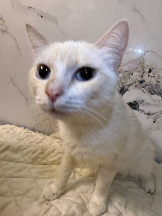 Кошка ЮКИ ищет семью.