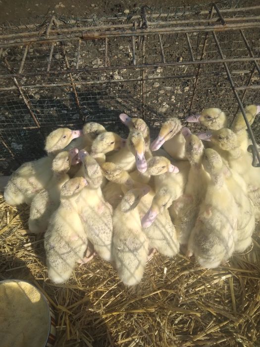 Rățuște Mulard, leșești și gălăgioase