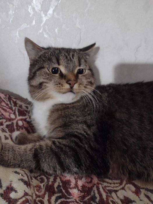 Отдам стерилизованную кошку.