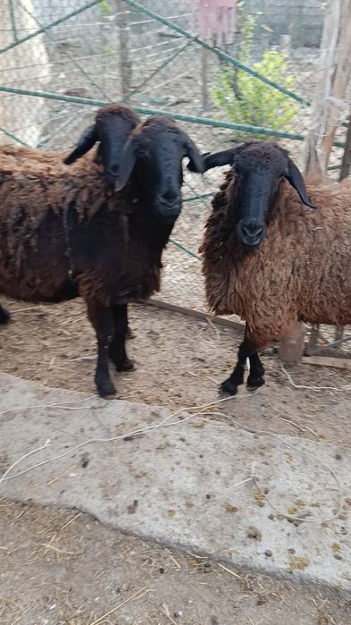 Қўйлар сотилади ҳаммаси ёш