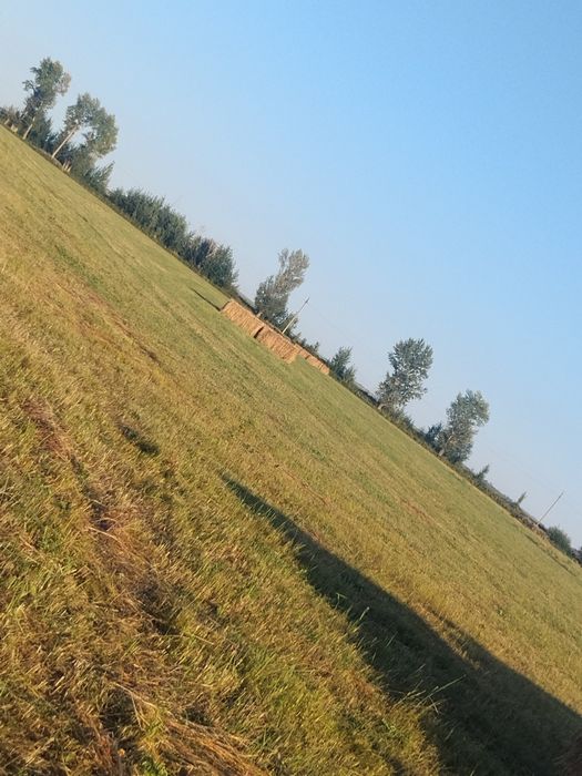 Продам сено луговое