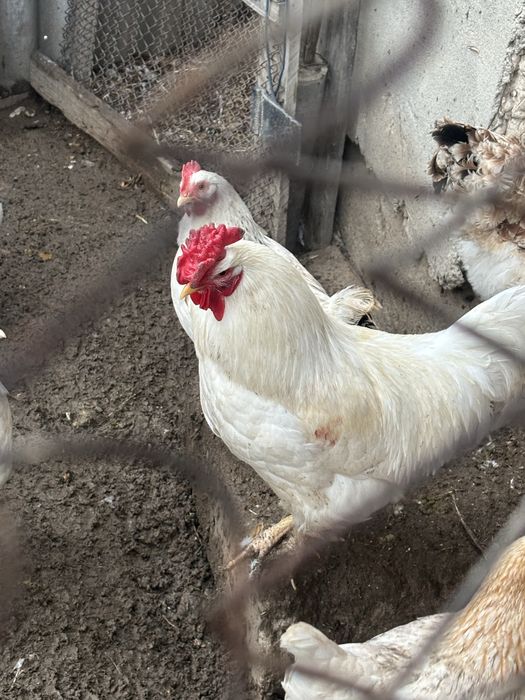 Хорошый петух белый срочно продать