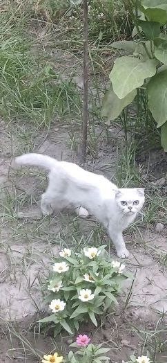 Scottish fold (девочка)