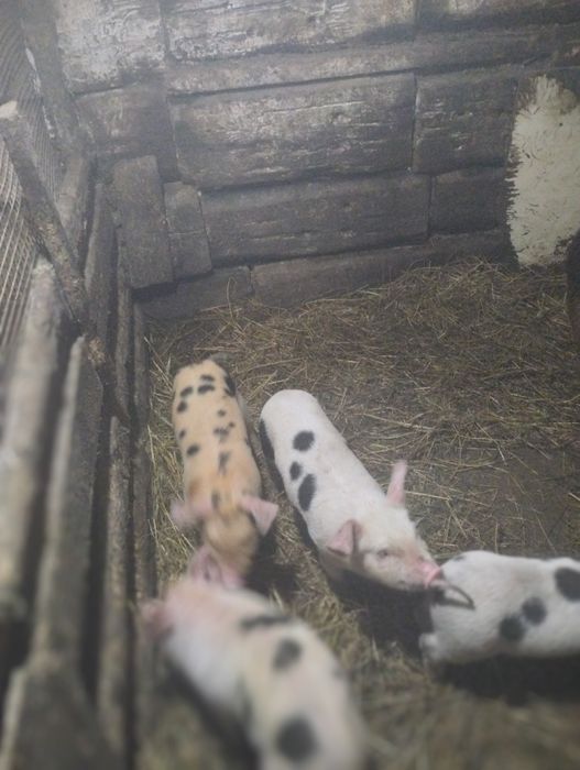 Продам поросят .