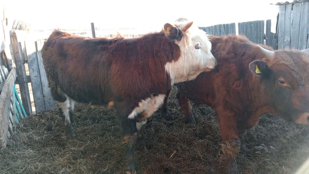 Оптом продам молодняк