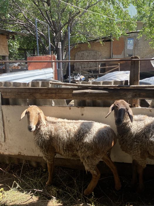 Продам баран цега договорная