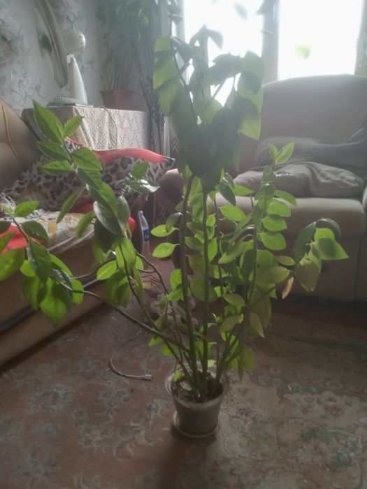 Цветок Молочай(педилантус)