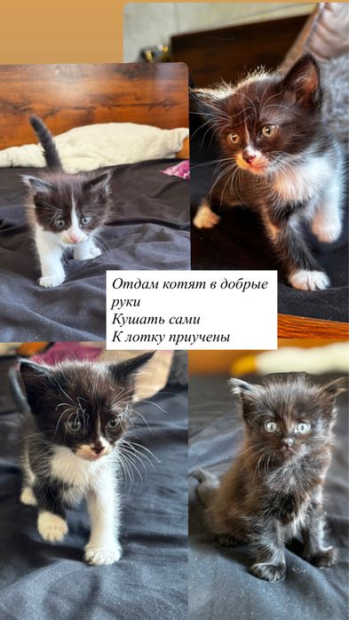 Отдам котят в добрые руки