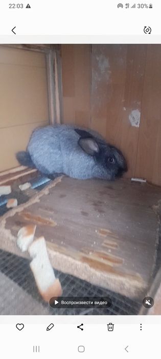 Полтавский серебро 2+1