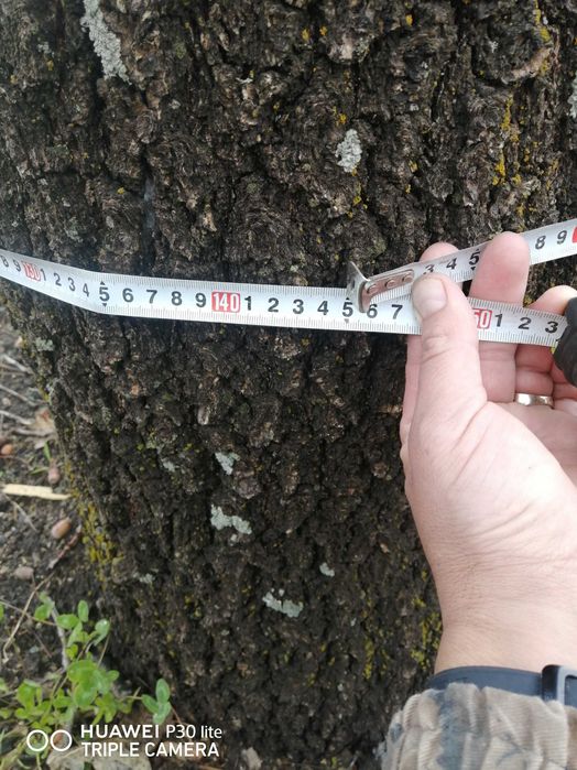 продам Дерево, ДУБ