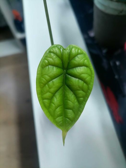 Клубень Алоказии Веном