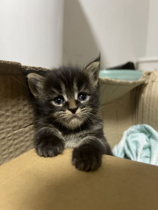 Чистокровные котята мейн кун