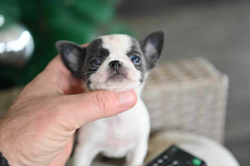 Женско мини чихуахуа бяло синьо