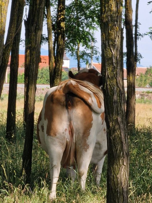 Disponibil  o vaca