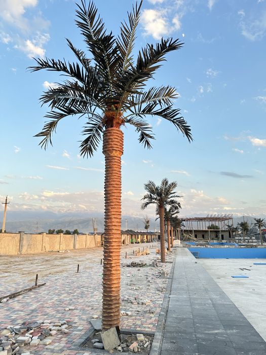 Пальма бассейн дом сад газон кокос дерево