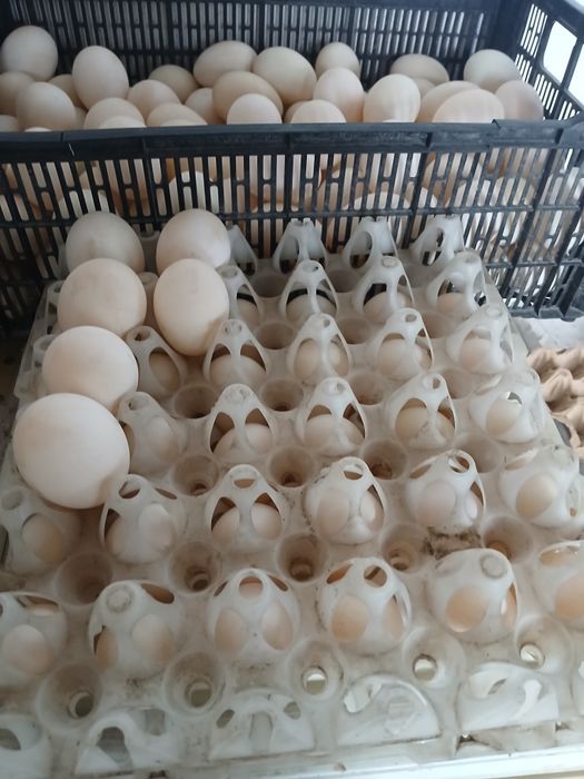 Инкубацинонные яйца белой утки