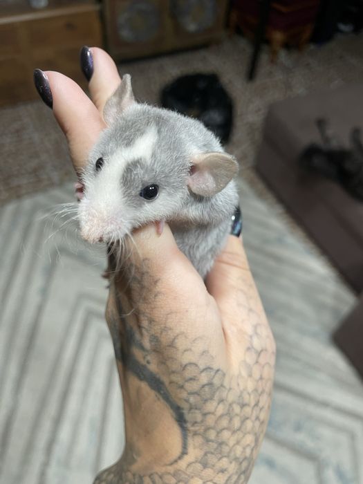 Крыски Дамбо разных возрастов