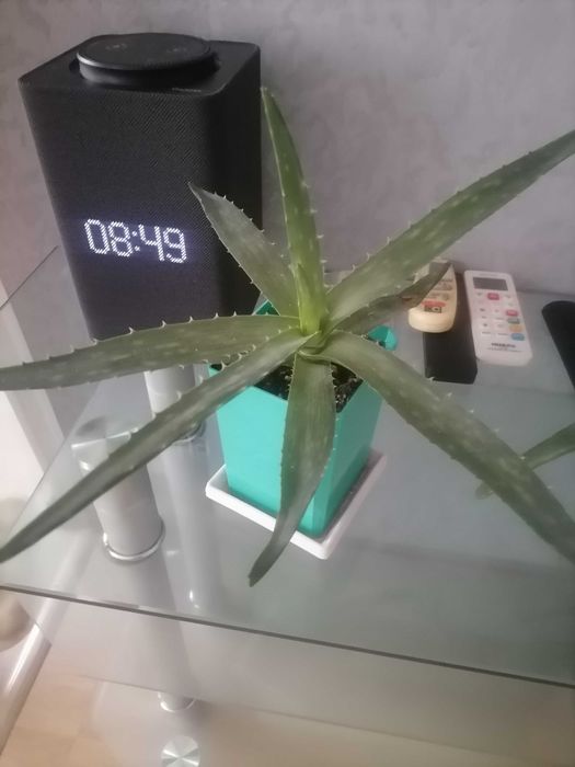 Продам алое широколистный