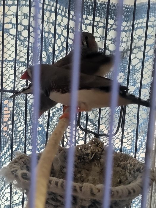 Продам молодых амадинов.