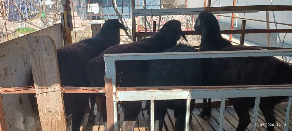 Кошкарлар сатылады