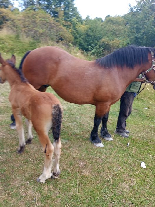Iapă de vanzare de 3 ani cu mânz de 3 saptamani
