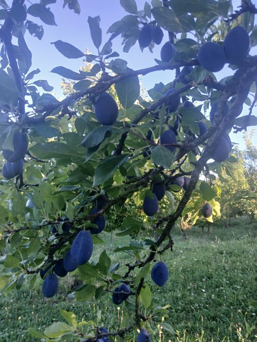 Prune Stanley si Anaspet pentru comercializare sau pentru tuica,mere Irisem si pere Monika de vanzare