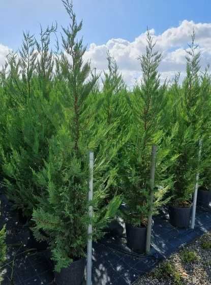 Leylandii Vesnic Verde pentru Curte si Gradina