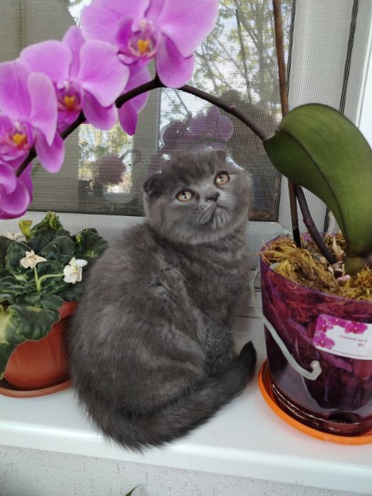 Шотландски Котета