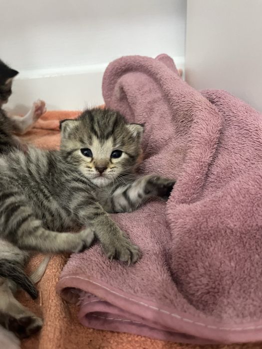 1 жарым айлық марғаулар