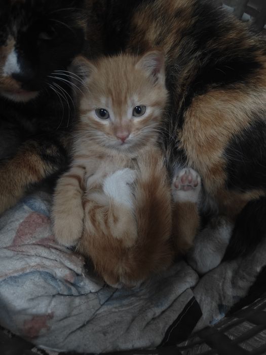 Отдам котёнка даром