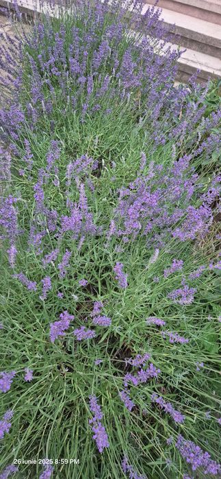 Vand saculeti cu lavanda uscata