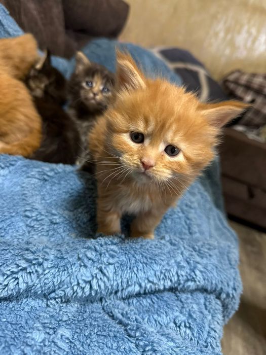 Мейкун котята мейн кун.