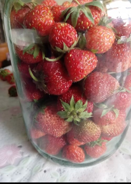 Рассада клубники