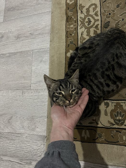 Ищу кота за вознаграждение !