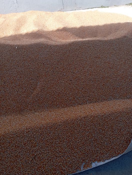 Кукуруза на попкорн