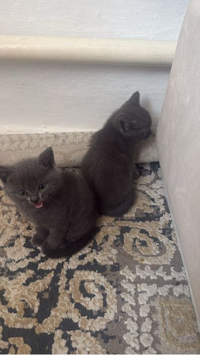 Отдам котят в хорошие руки