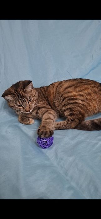 Мурлыка кошечка Мурочка в добрые руки!