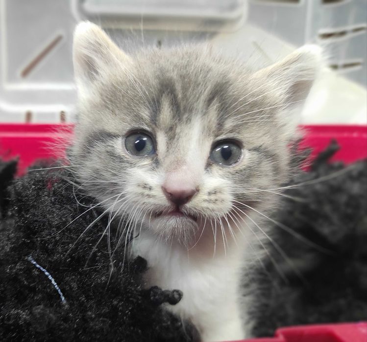 1-месечно момченце търси дом