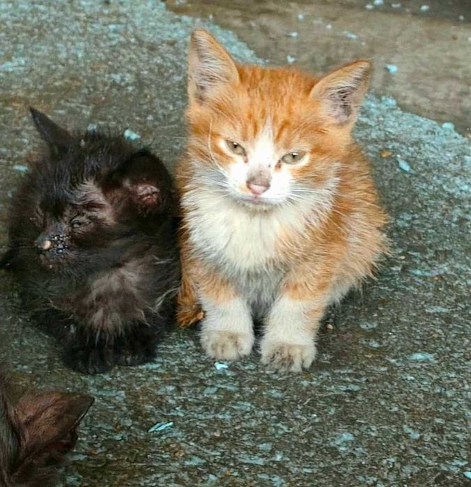 Adoptie pui de pisica Pufisorii