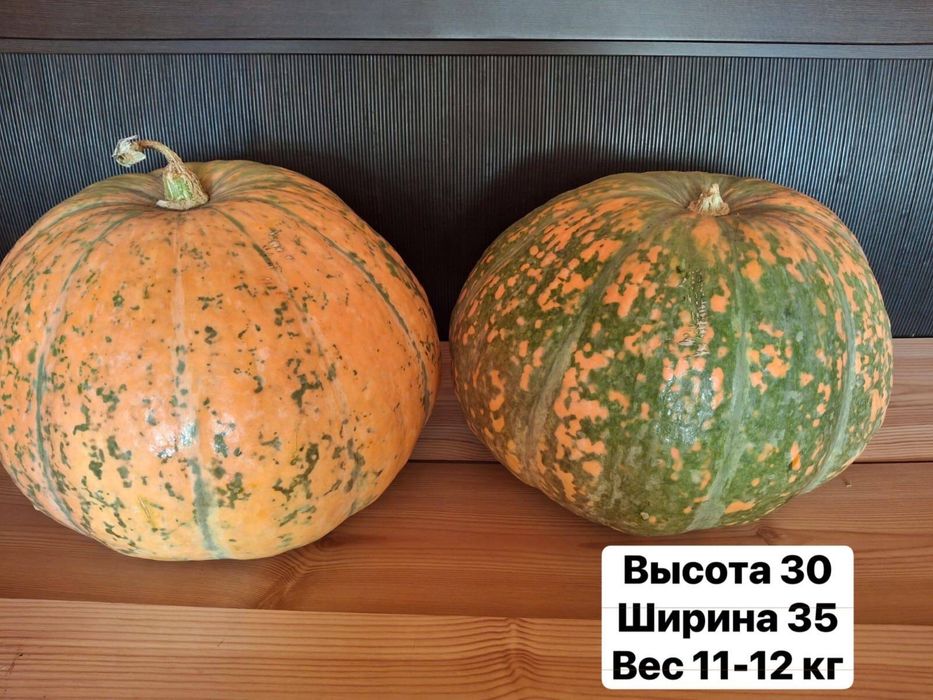 Тыква сортовая