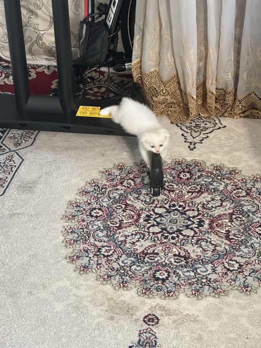 Mushu sotiladi oppo 2 ta bor ikkloviyam qiz bola