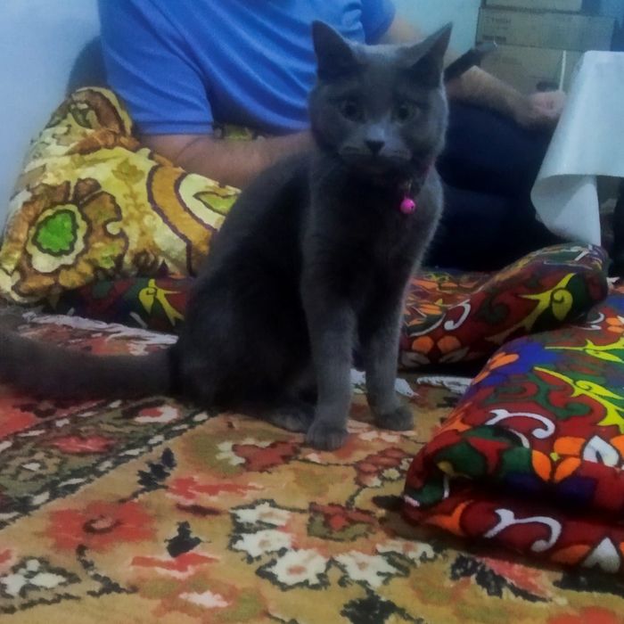 "British folt" toza zodli kamanda chunadigan, gorshok, ovqat idishi bn